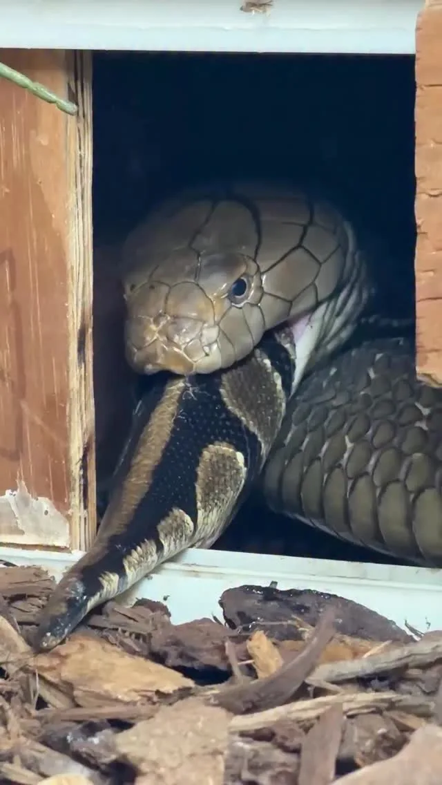 Enrichment Through Design